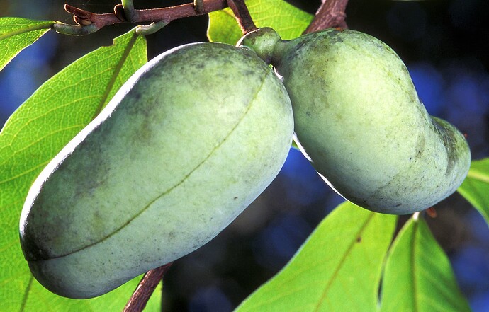 Paw Paw