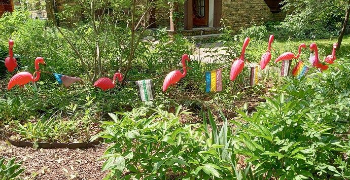 Pride flamingos1.IMG_20250604_133404469_HDR