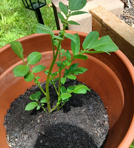 potato-1