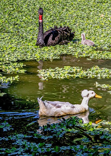 cisnes