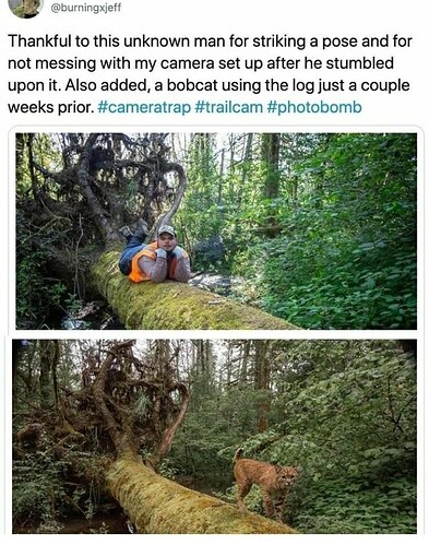 he-stumbled-upon-also-added-bobcat-using-log-just-couple-weeks-prior-cameratrap-trailcam-photobomb