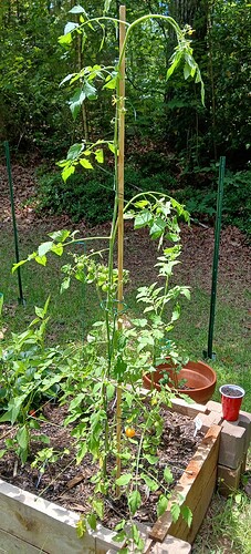 tomato-1