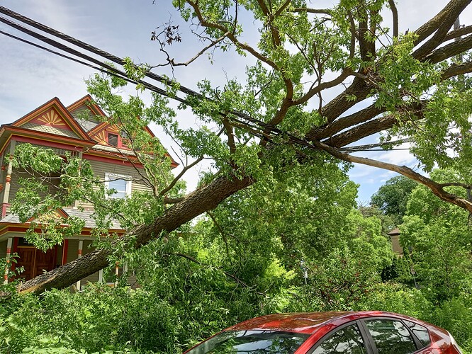 downed tree.IMG_20250629_125643167_HDR