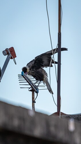 IMG_0051