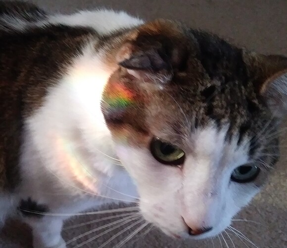 rainbow-kitty