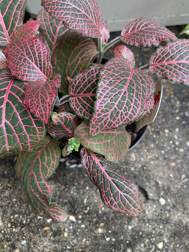 Fittonia