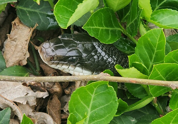 rat-snake-up-close