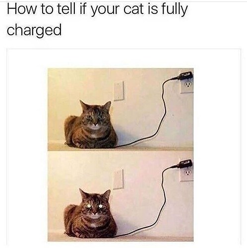 cat-tell-if-cat-is-fully-charged