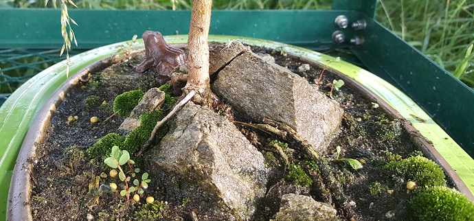 bonsai-with-little-hopper