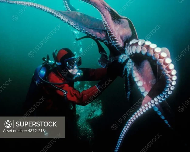 Octohug
