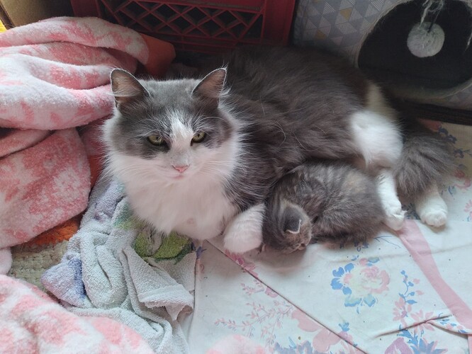 Fluffy.MajiBean.5.14.25