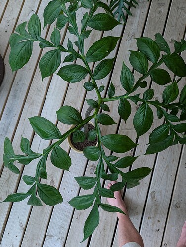 PXL_20250620_003254114