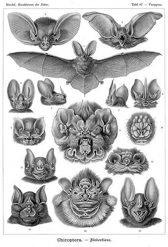 Plate 67 from Haeckel’s Kunstformen der Natur, (Art Forms of Nature), published in 1904