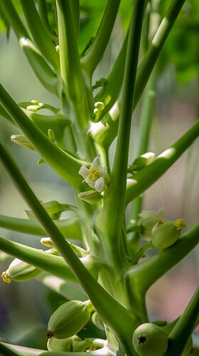 green_papaya