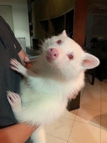 Albino Raccoon