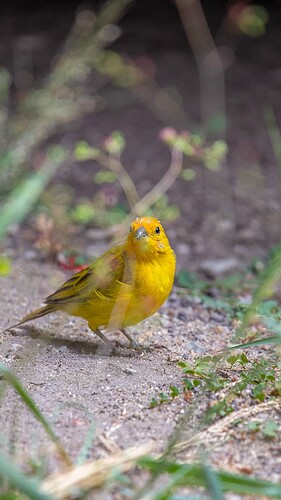 canary