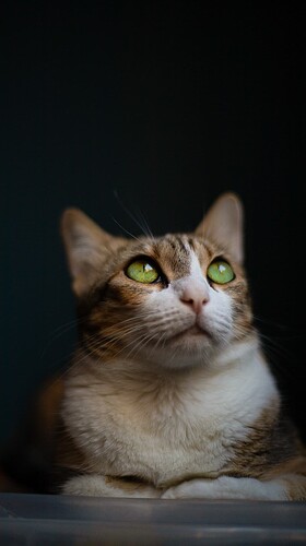 gata