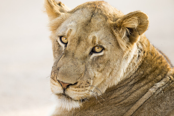 sekhmet lioness looking back