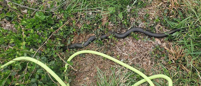 whole-rat-snake
