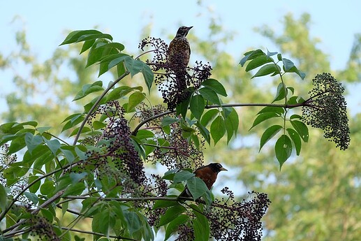 RobinsOnElderberryTree