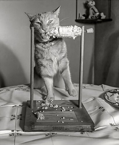 SHORPY_nipper_1951_cat_corn_cob.preview