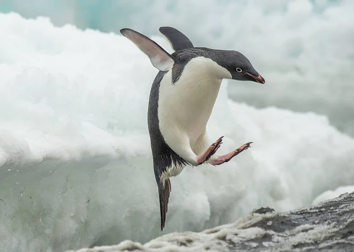 shutterstock_dive_penguin