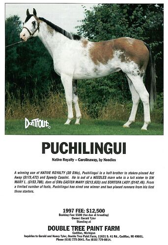 Puchilingui-1052x1534