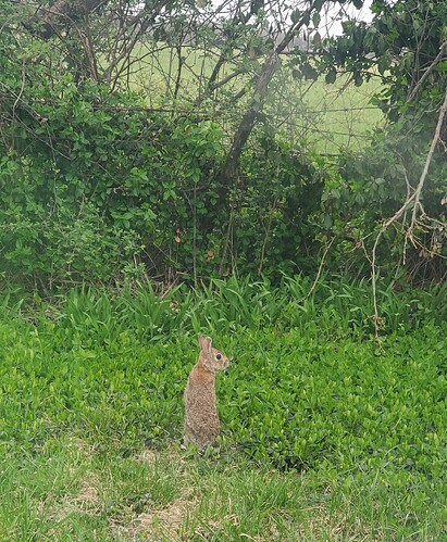 WildBun