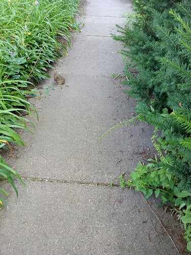 smol bunny eating flower.IMG_20250726_081836776