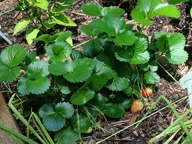 strawberry-1