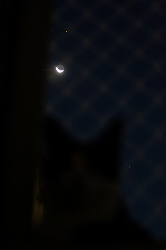 gato_lua_marte_regulus