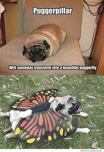 puggerpillar