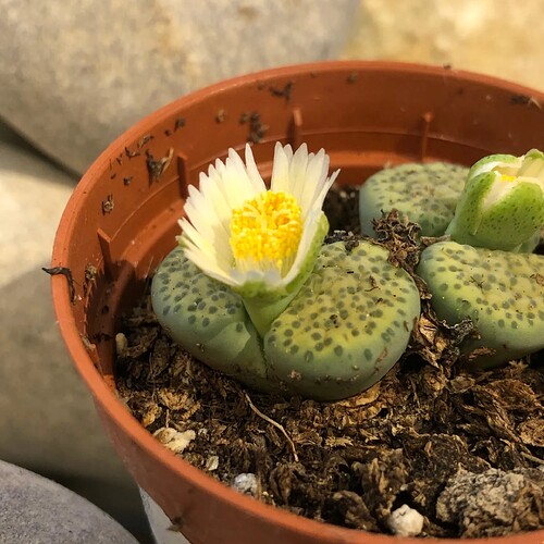 Lithops-2000x2000