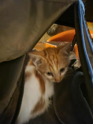 new-kitten