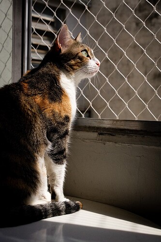 gatos_de_sao_jorge_01