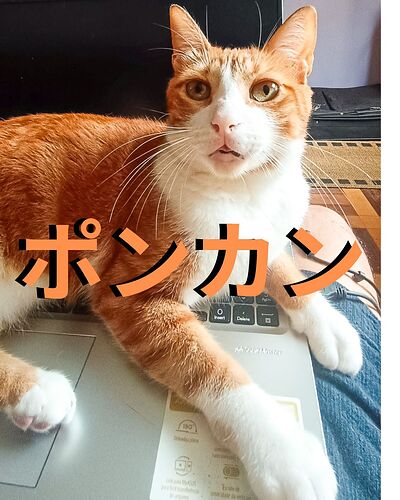 ポンカン