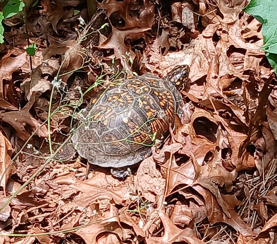 turtle