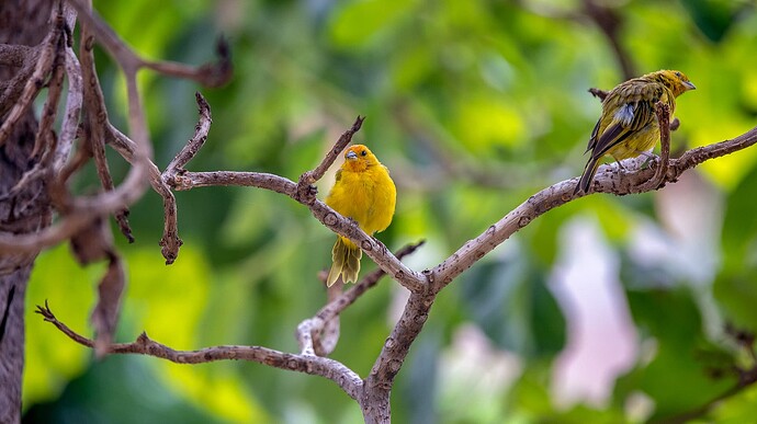 canary_01