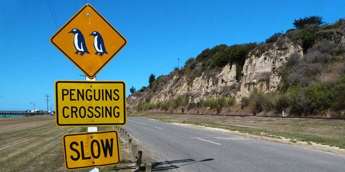 penguin_crossing_slow_shutterstock