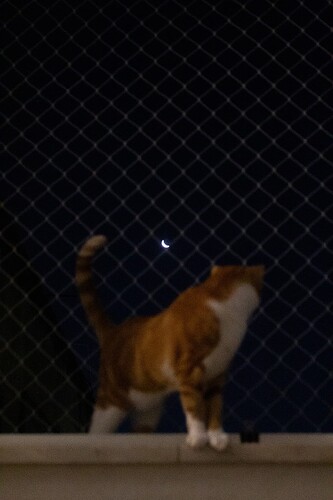 moonie2