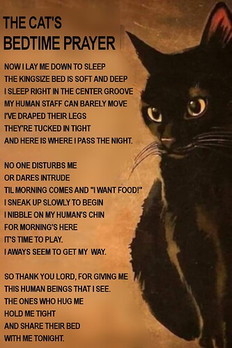 cat_bedtime_prayer