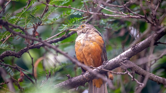 turdus
