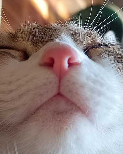 gatinho