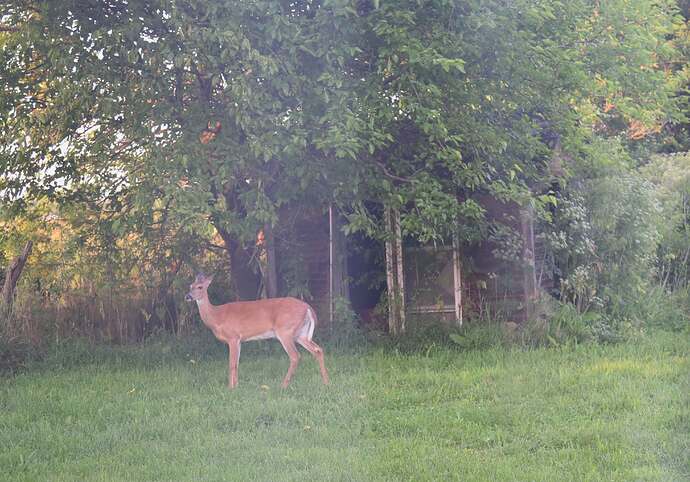 Deer-Back-Yard