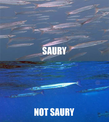 Saury-NotSaury