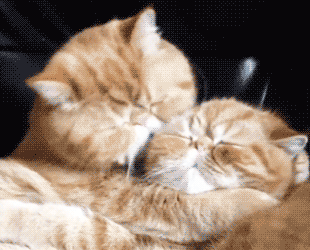 cat makeout