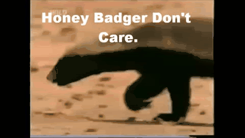 honey-badger-don-t-care