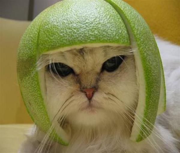 lime-cat