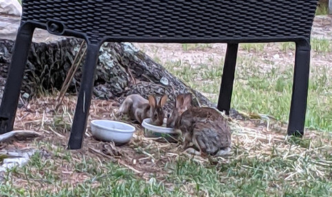 bunnies-eating-small