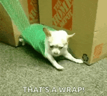 dog-bubblewrap-1471526989